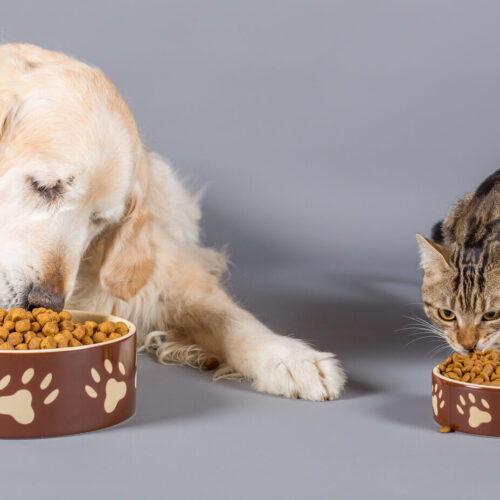 katzen_hundefutter