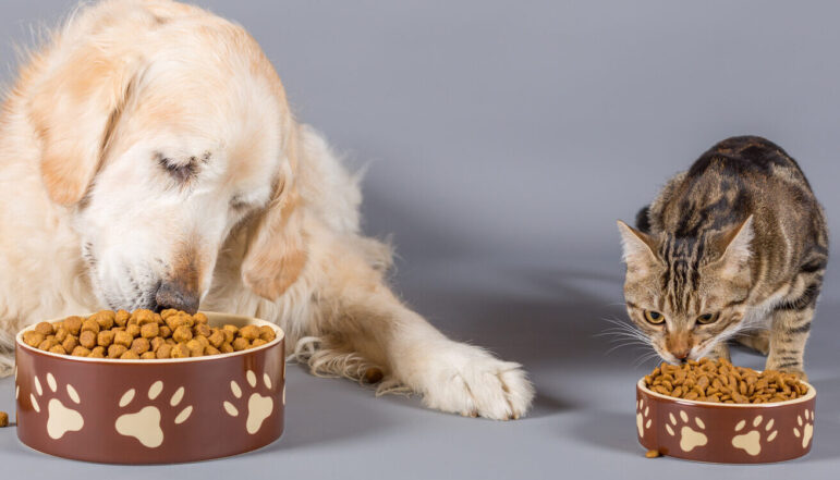 katzen_hundefutter katzen_hundefutter